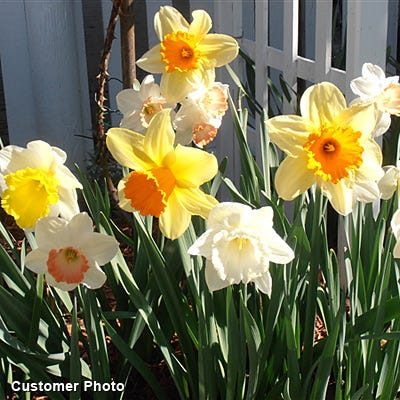 Large Cupped Daffodil Mix