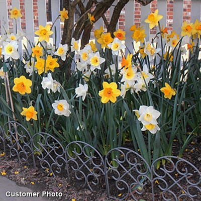 Large Cupped Daffodil Mix
