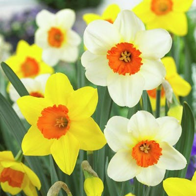 daffodil flower seeds Large Cupped Daffodil Mix