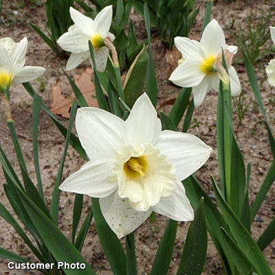 Mount Hood Trumpet Daffodil