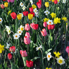 Fall-Planted Bulbs On Sale