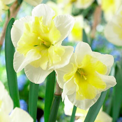 Smiling Twin Butterfly Daffodil