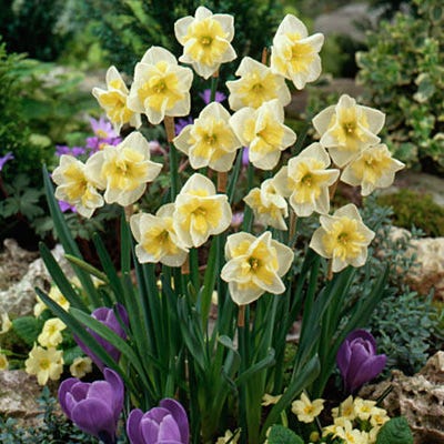 Smiling Twin Butterfly Daffodil