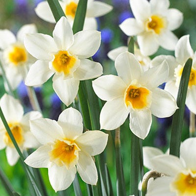 Sweet Love Daffodil