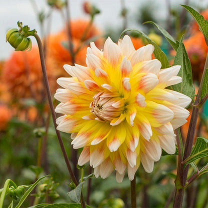 Midsummer's Eve Dinner Plate Dahlia Collection