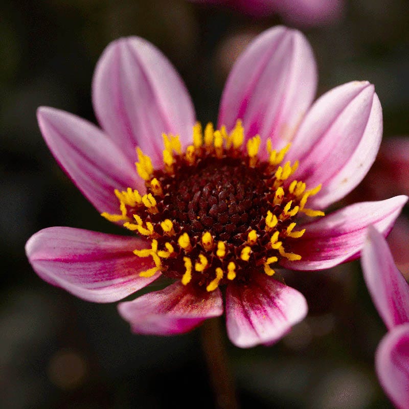 Pretty Woman Dark Angel Dahlia - Thumbnail 3