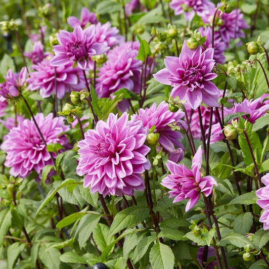 Lilac Time Dinner Plate Dahlia - Thumbnail 2