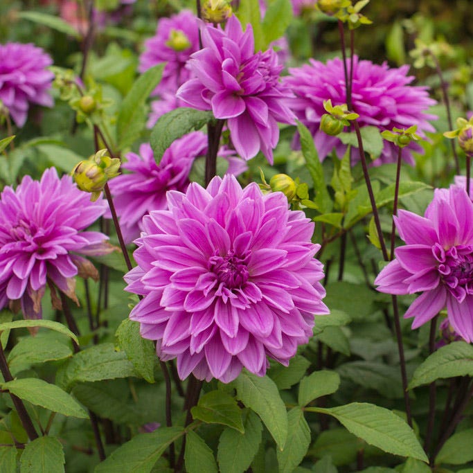 Lilac Time Dinner Plate Dahlia