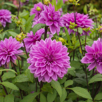 Lilac Time Dinner Plate Dahlia