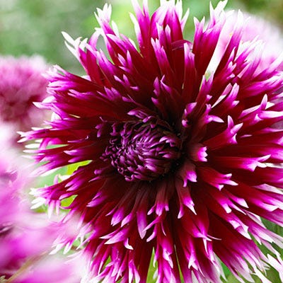 Alauna Clair-Obscur Cactus Dahlia - Thumbnail 2