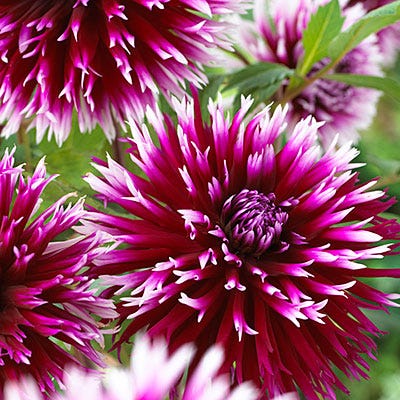 Alauna Clair-Obscur Cactus Dahlia