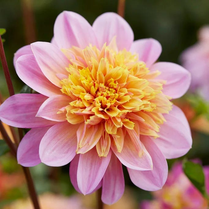 Pretty In Pink Dahlia Collection
