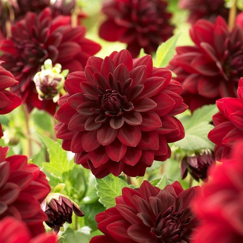 dahlia arabian night seeds Arabian Night Decorative Dahlia