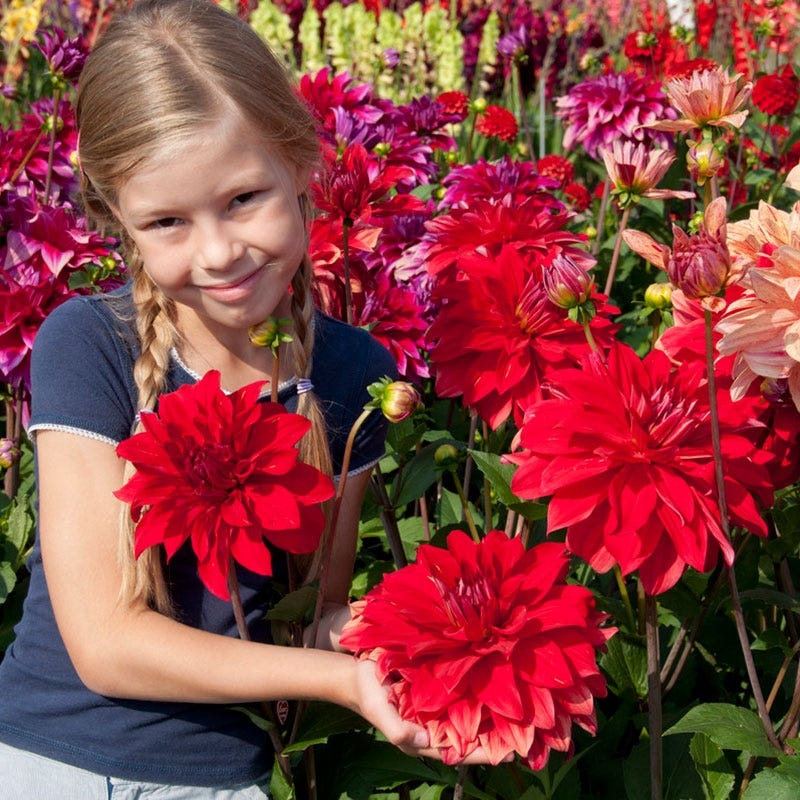 Babylon Red Dinner Plate Dahlia