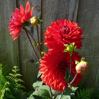 Babylon Red Dinner Plate Dahlia