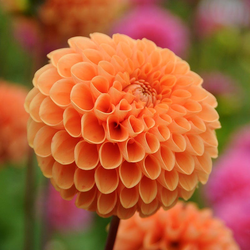 Popsicle Dahlia Collection