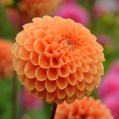 Sylvia Ball Dahlia