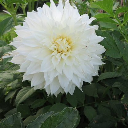 Elegance Bouquet Collection (Late-Summer Flowers)