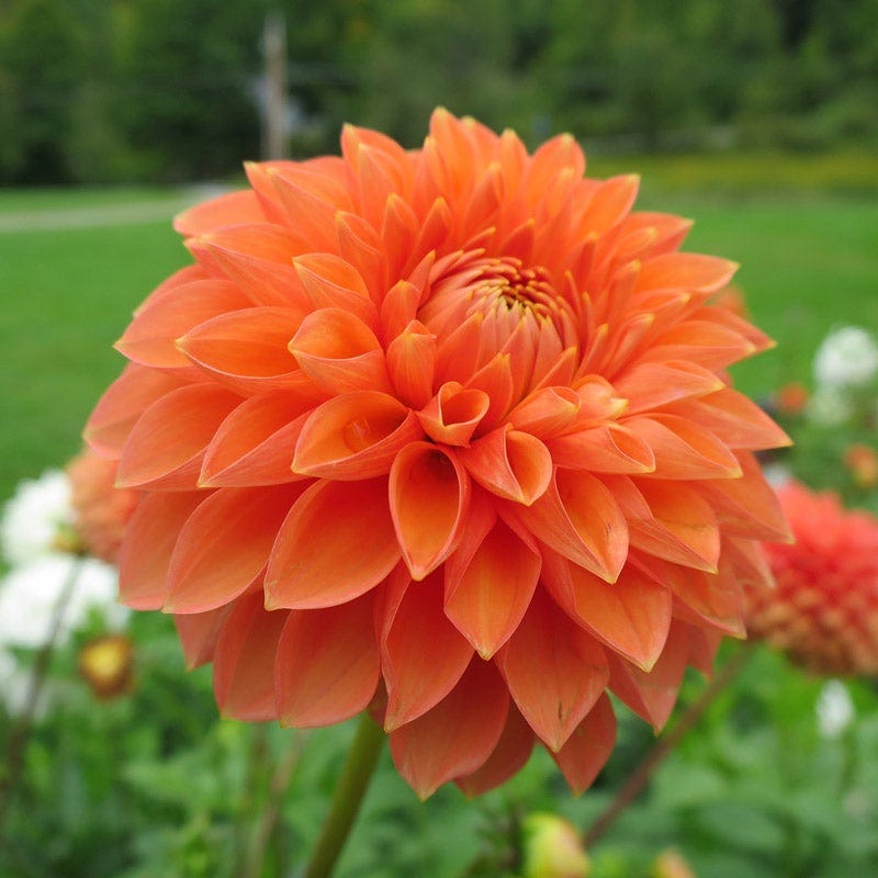 Popsicle Dahlia Collection