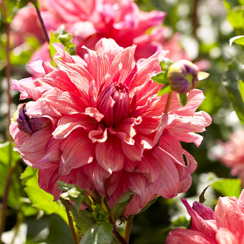 Belle of Barmera Dinner Plate Dahlia - Thumbnail 2