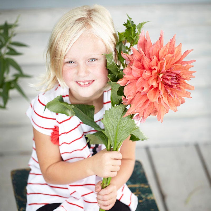 Belle of Barmera Dinner Plate Dahlia