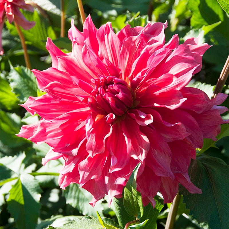 Belle of Barmera Dinner Plate Dahlia