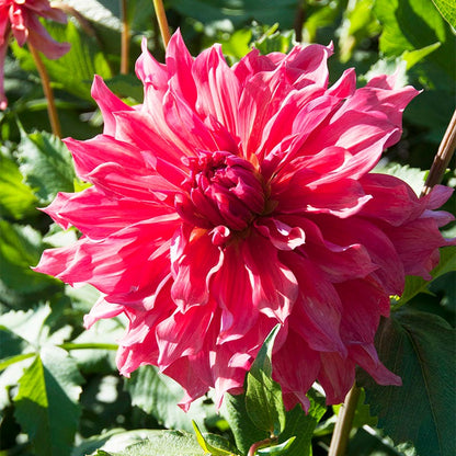 Belle of Barmera Dinner Plate Dahlia