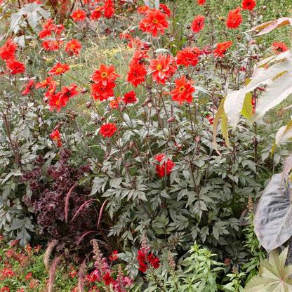 Bishop of Llandaff Peony Flowering Dahlia