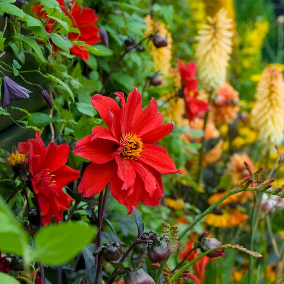 Bishop of Llandaff Peony Flowering Dahlia | Red