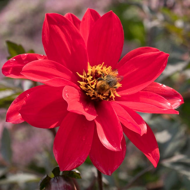 Bishop of Llandaff Peony Flowering Dahlia