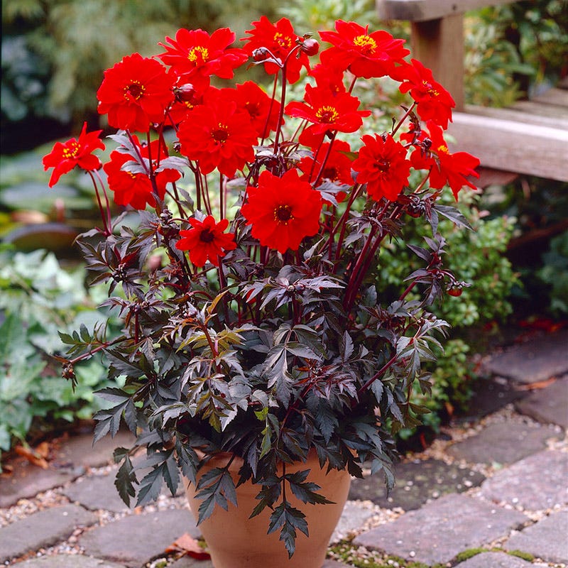 Bishop of Llandaff Peony Flowering Dahlia | Red
