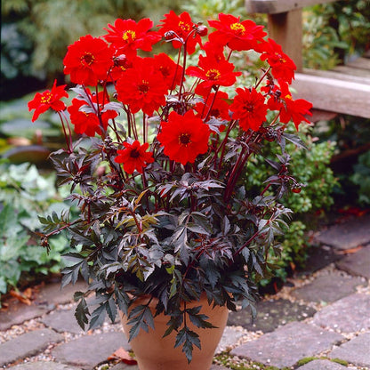 Bishop of Llandaff Peony Flowering Dahlia
