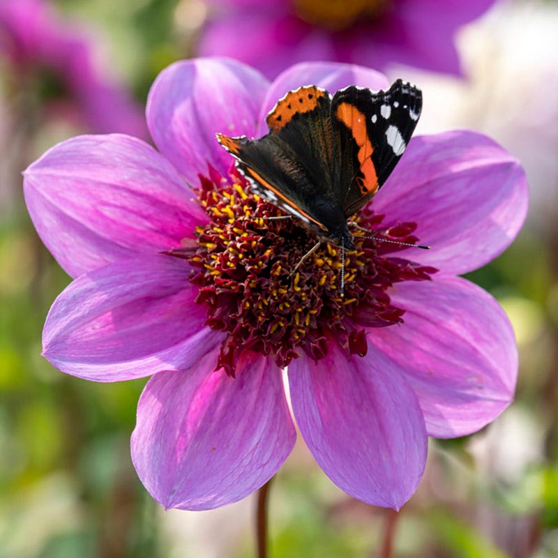 Blue Bayou Anemone Dahlia