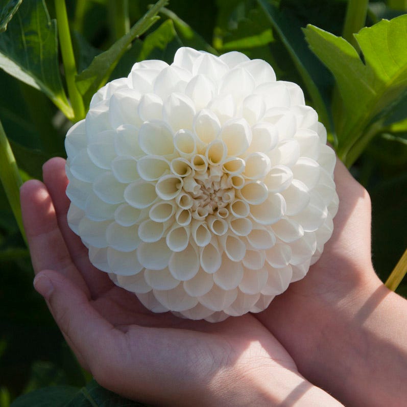Banana Cream Pie Dahlia Collection