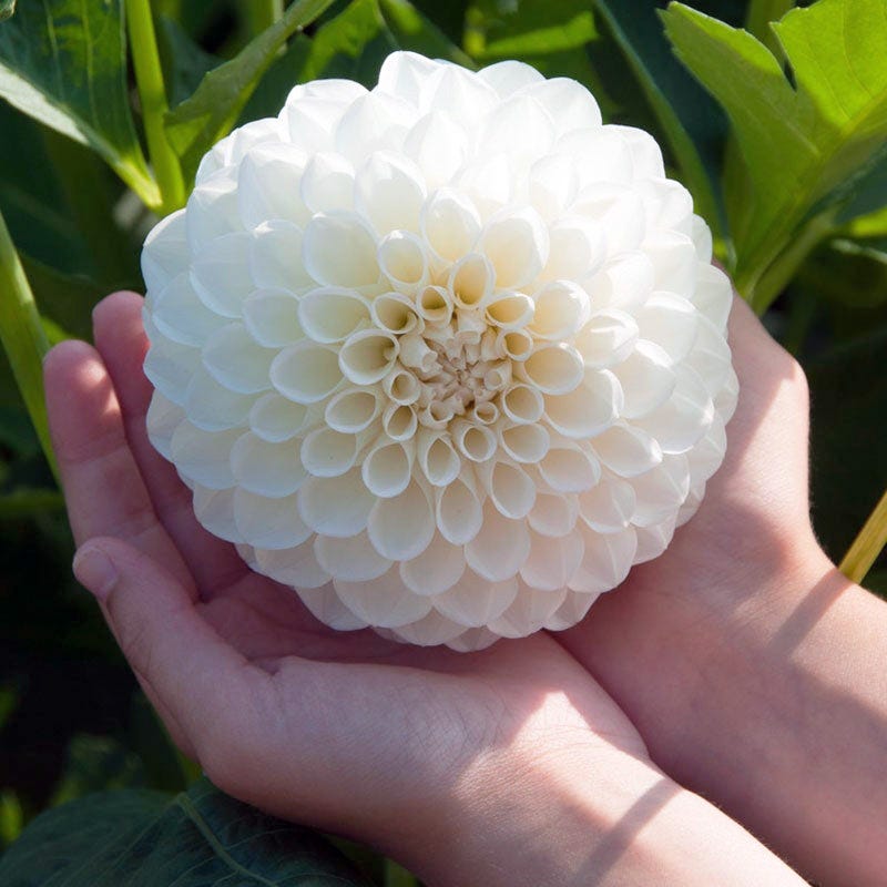 Boom Boom White Ball Dahlia