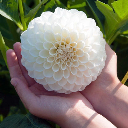 Boom Boom White Ball Dahlia