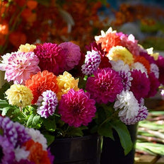 Dahlia Flower Bulb Collections