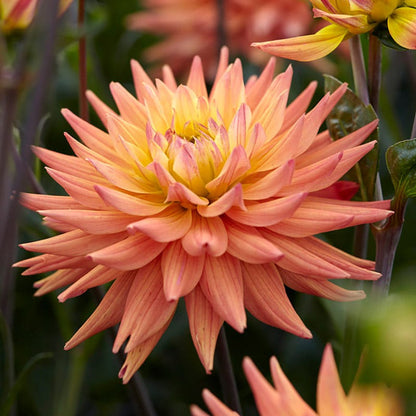 Karma Corona Cactus Dahlia