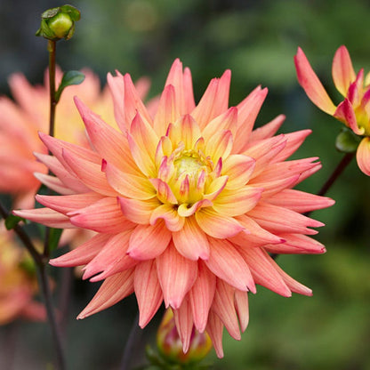 Karma Corona Cactus Dahlia