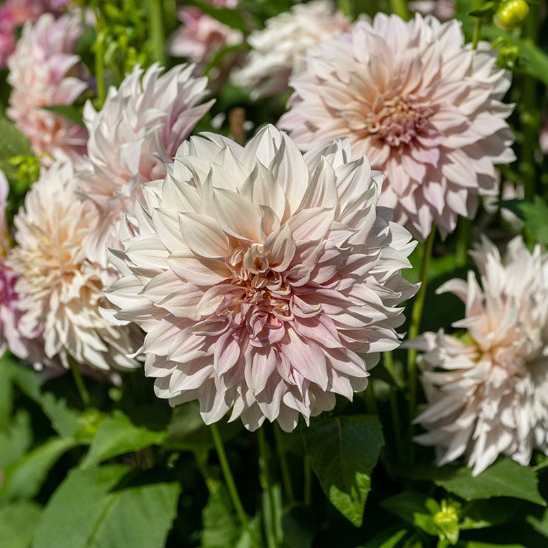 Dahlia Clouds Collection