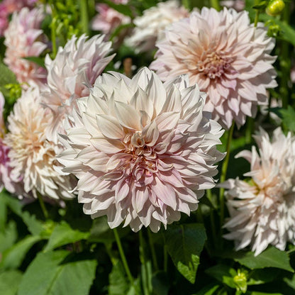 Dahlia Clouds Collection