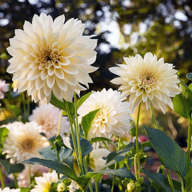 Cafe Au Lait Dinner Plate Dahlia