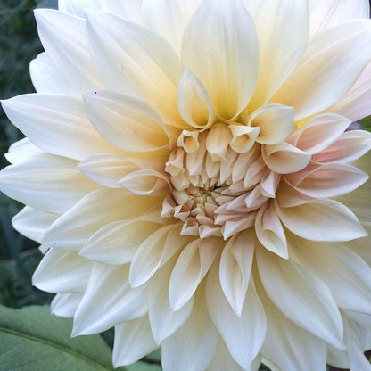 Cafe Au Lait Dinner Plate Dahlia