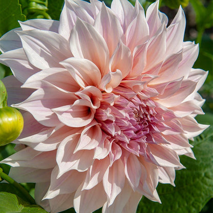 Cafe Au Lait Dinner Plate Dahlia
