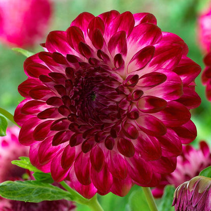 Caproz Pizzazz Semi Dinner Plate Dahlia
