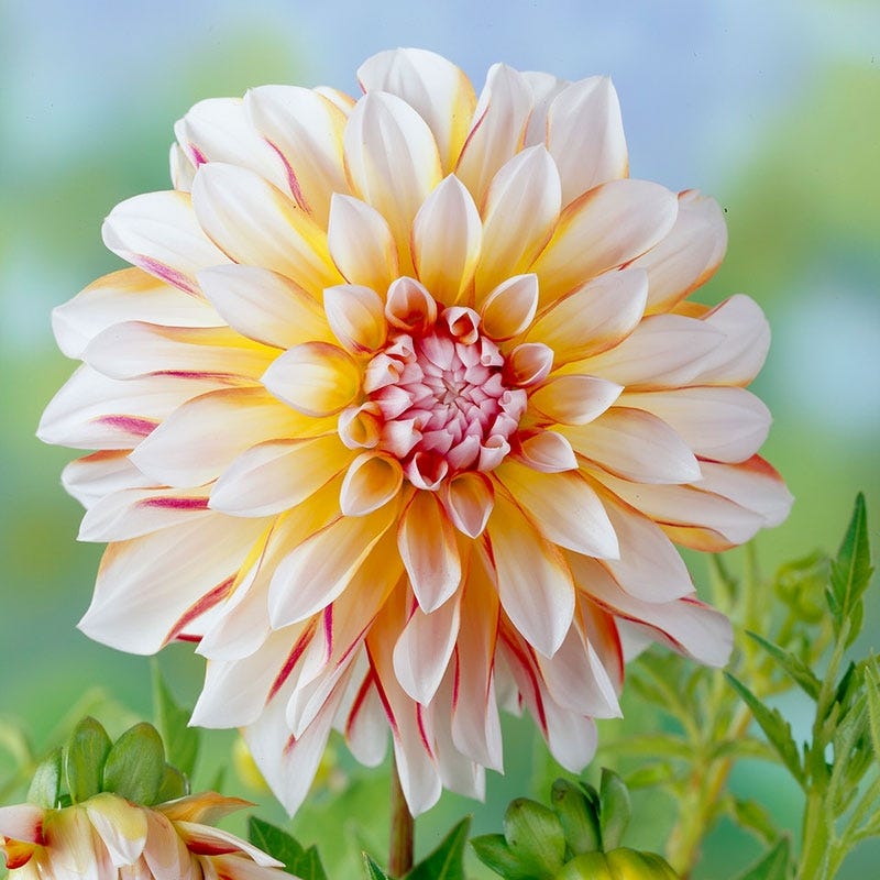 Caribbean Fantasy Decorative Dahlia