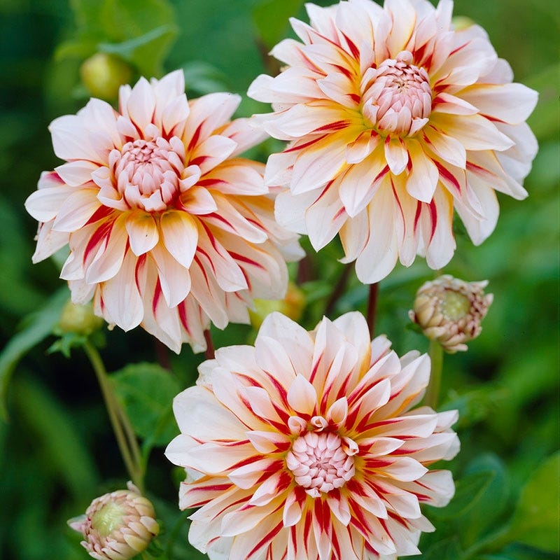 Caribbean Fantasy Decorative Dahlia - Thumbnail 2