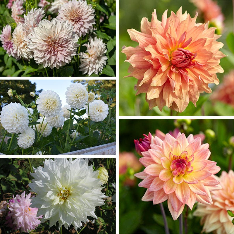 Dahlia Clouds Collection