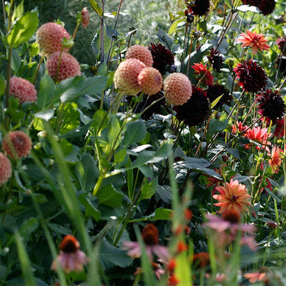 Cornel Bronze Ball Dahlia