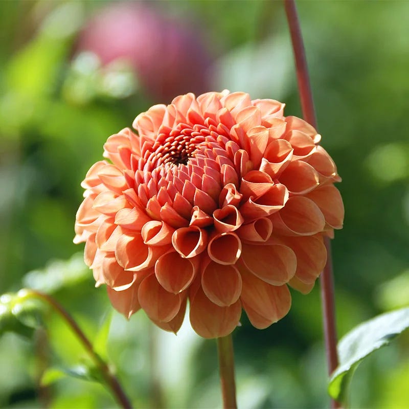 Rainbow Dahlia Collection